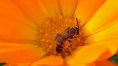 Lasioglossum