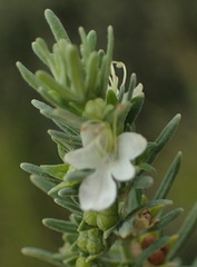 Teucrium africanum