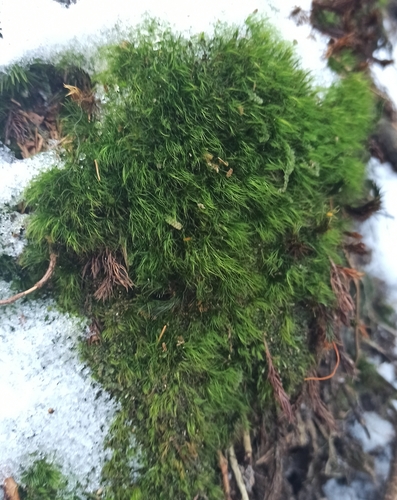 Dicranodontium denudatum