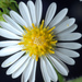 Common American Asters - Photo (c) Douglas Goldman, some rights reserved (CC BY-NC), uploaded by Douglas Goldman