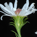 Symphyotrichum pilosum - Photo (c) Douglas Goldman,  זכויות יוצרים חלקיות (CC BY-NC), הועלה על ידי Douglas Goldman