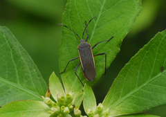 Staluptus marginalis