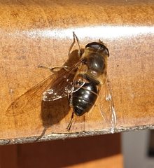Eristalis