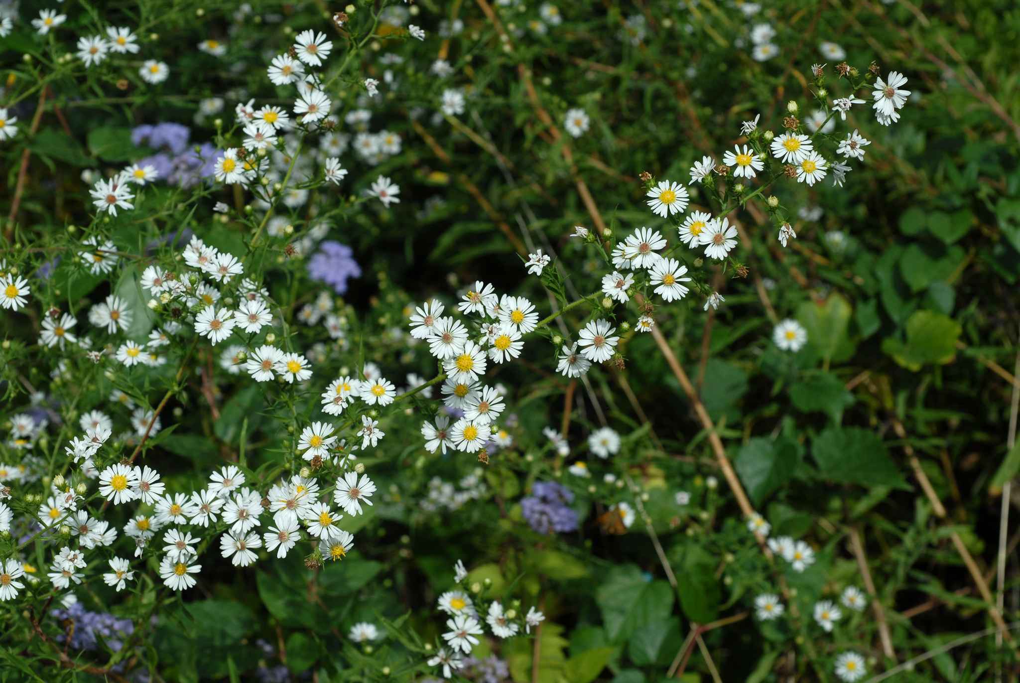 Symphyotrichum pilosum var. pilosum