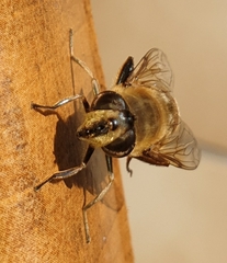 Eristalis