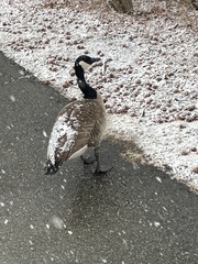 Branta canadensis
