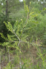 Zanthoxylum humile