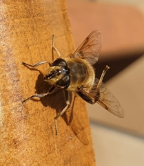 Eristalis