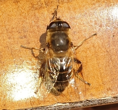 Eristalis