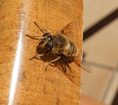Eristalis