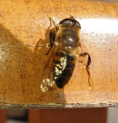 Eristalis
