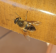 Eristalis