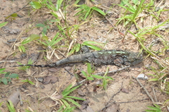 Acanthocercus cyanocephalus