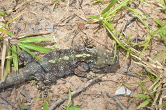 Acanthocercus cyanocephalus