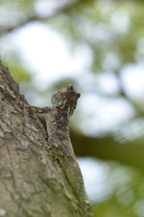 Acanthocercus cyanocephalus