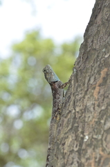 Acanthocercus cyanocephalus