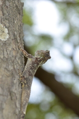 Acanthocercus cyanocephalus