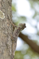 Acanthocercus cyanocephalus