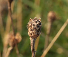 Centaurea decipiens