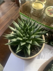 Aristaloe