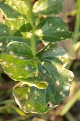 Ramularia armoraciae