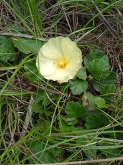 Cienfuegosia sulphurea