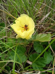 Cienfuegosia sulphurea