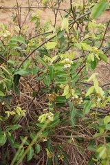 Landolphia kirkii