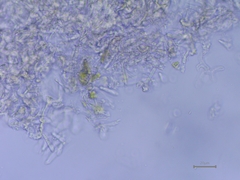 Ramularia armoraciae