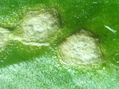 Ramularia armoraciae