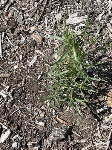 Wild Tarragon seedling