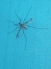 Leptotarsus vulpinus