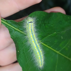 Olceclostera truncata