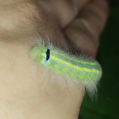 Olceclostera truncata