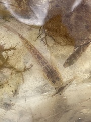 Microgobius gulosus