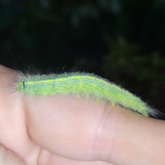 Olceclostera truncata