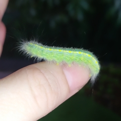 Olceclostera truncata