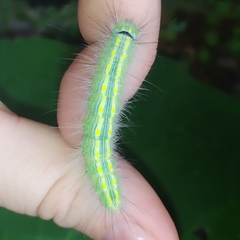 Olceclostera truncata