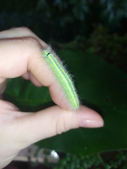 Olceclostera truncata