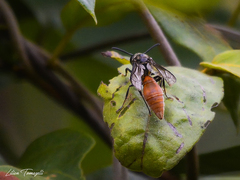 Montezumia dimidiata