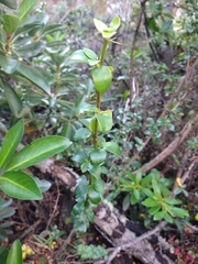 Berberis microphylla