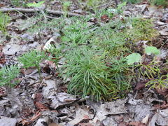 Diphasiastrum complanatum