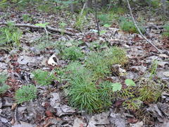 Diphasiastrum complanatum