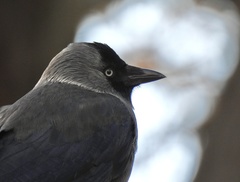 Corvus monedula soemmerringii