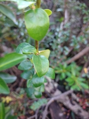 Berberis microphylla