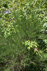 Cytisus scoparius
