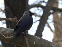 Corvus monedula soemmerringii