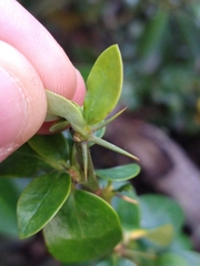Berberis microphylla