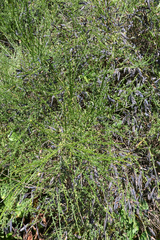 Cytisus scoparius