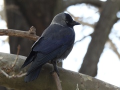 Corvus monedula soemmerringii